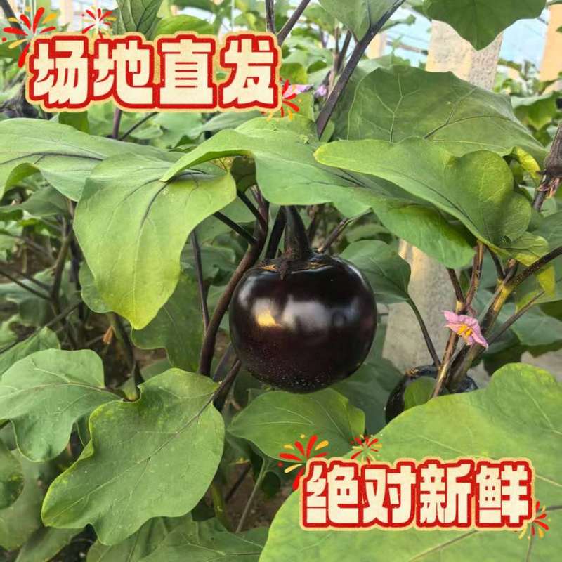 圆茄场地直发