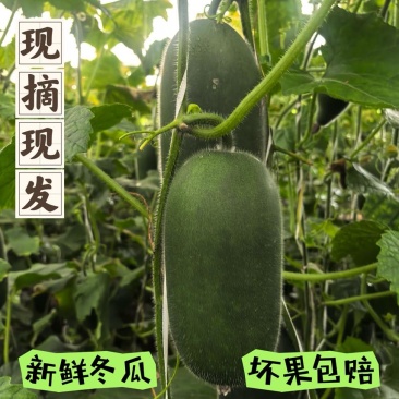冬瓜场地直发