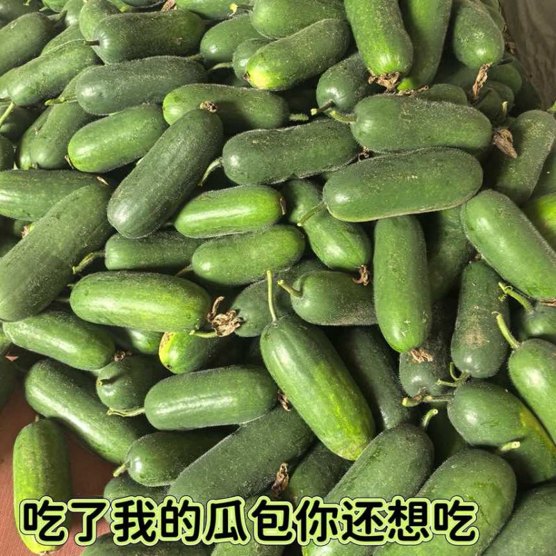 冬瓜场地直发