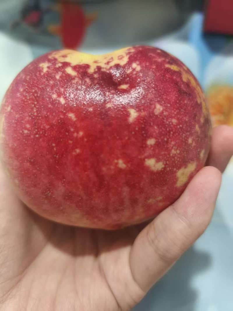 红桃