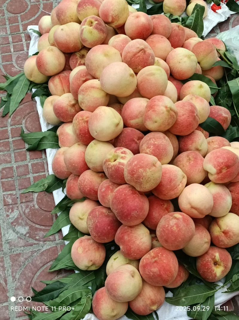 红桃