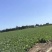 旬邑县200亩种植大白菜品质好价格低