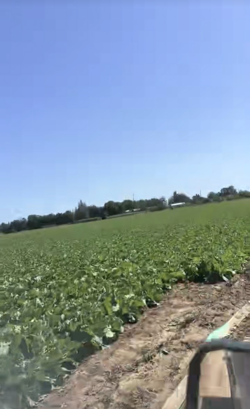 旬邑县200亩种植大白菜品质好价格低