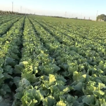 旬邑县200亩种植大白菜品质好价格低