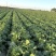 旬邑县200亩种植大白菜品质好价格低