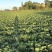 旬邑县200亩种植大白菜品质好价格低