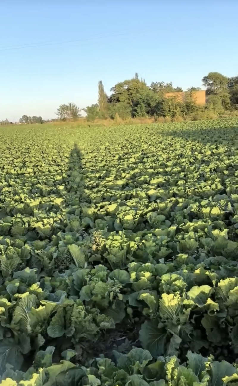 旬邑县200亩种植大白菜品质好价格低