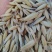 皮燕麦532吨