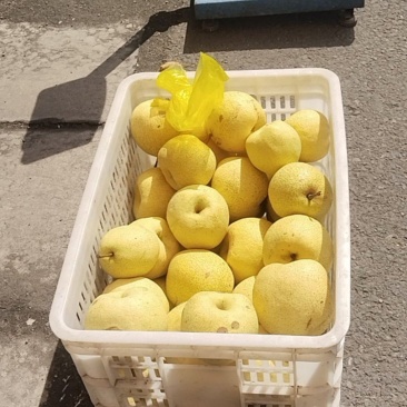 山东滕州刘村酥梨