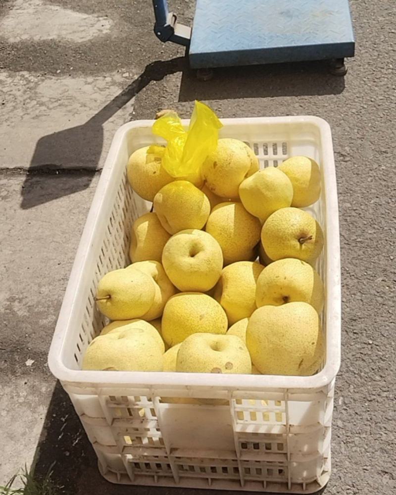 山东滕州刘村酥梨