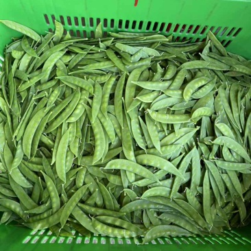 原产地荷兰豆货稳价优全年供应各等级均有