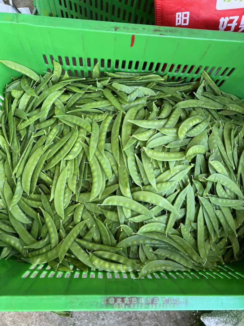 原产地荷兰豆货稳价优全年供应各等级均有