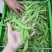 原产地荷兰豆货稳价优全年供应各等级均有