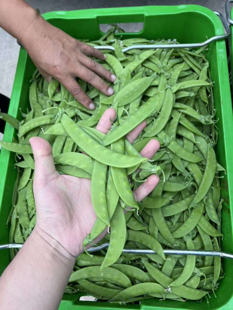 原产地荷兰豆货稳价优全年供应各等级均有