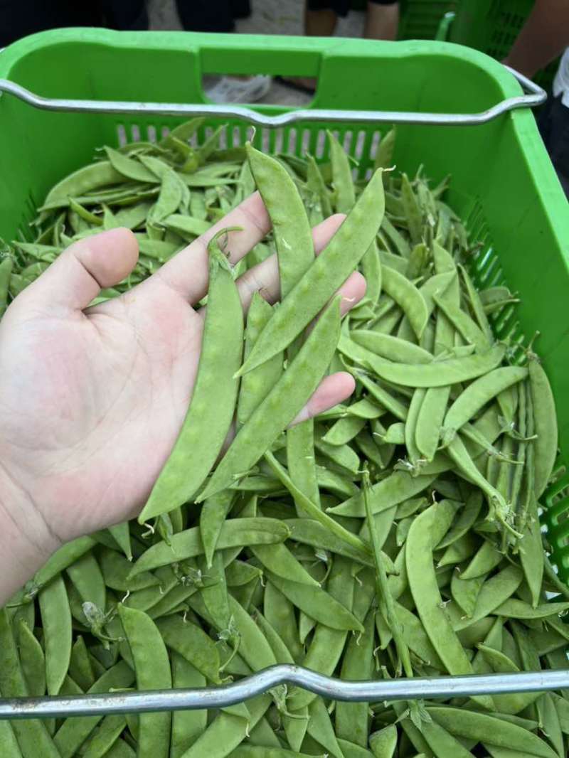 原产地荷兰豆货稳价优全年供应各等级均有