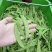 原产地荷兰豆货稳价优全年供应各等级均有