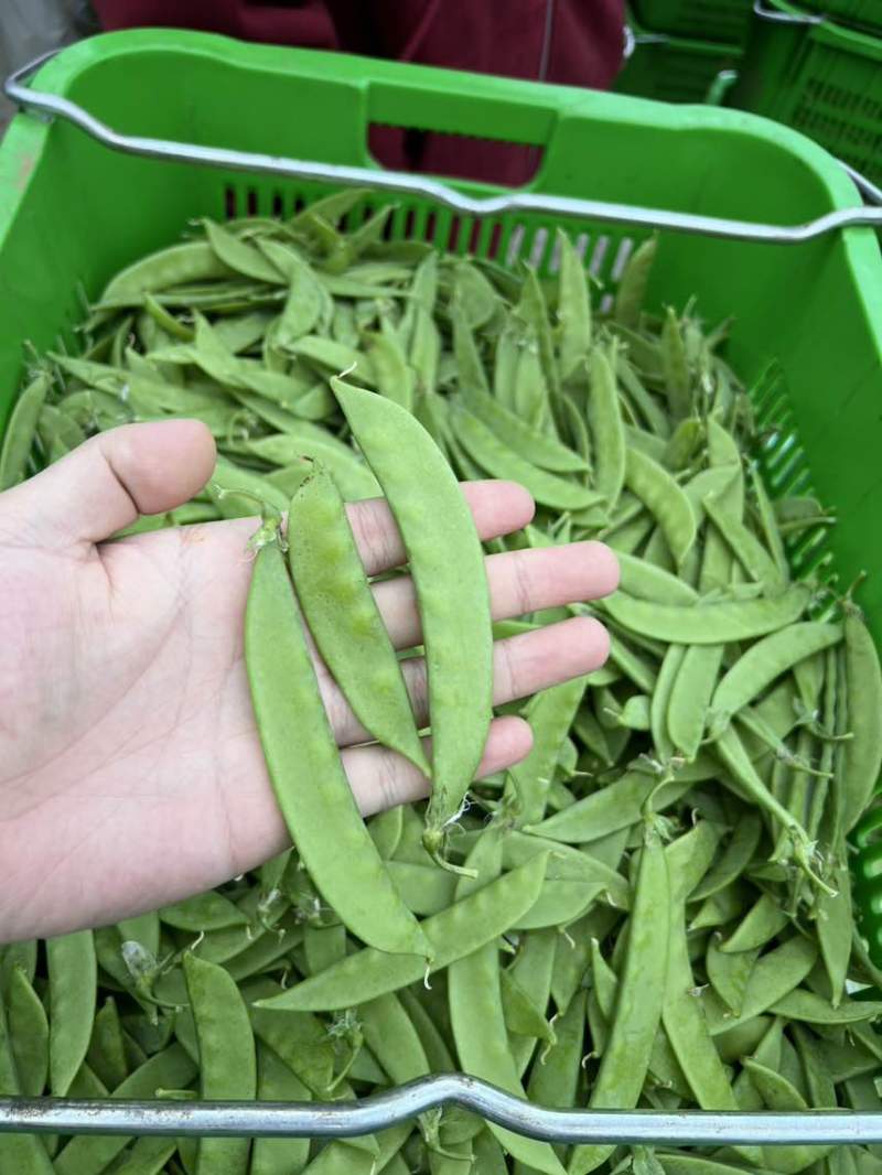 原产地荷兰豆货稳价优全年供应各等级均有