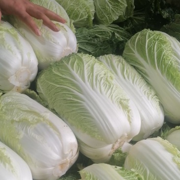 白菜成品