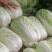 白菜成品