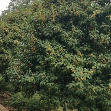 干桂花，金桂，丹桂