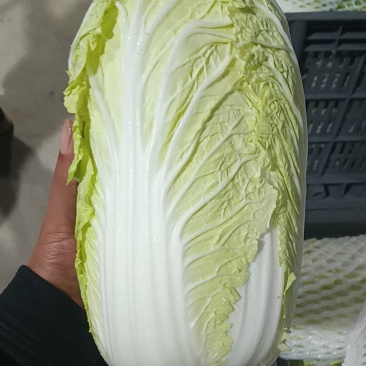 白菜
