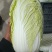白菜