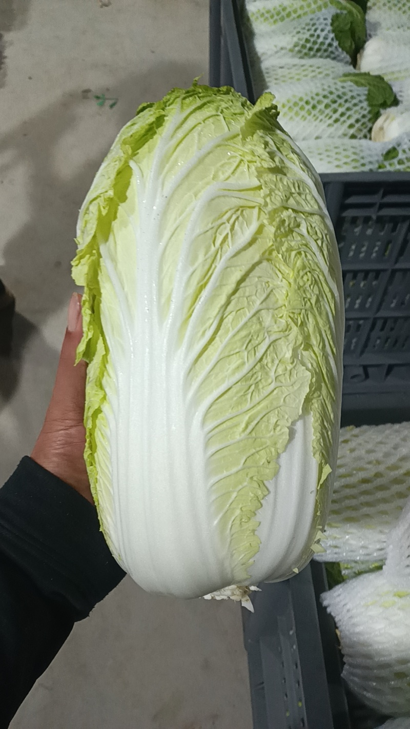 白菜