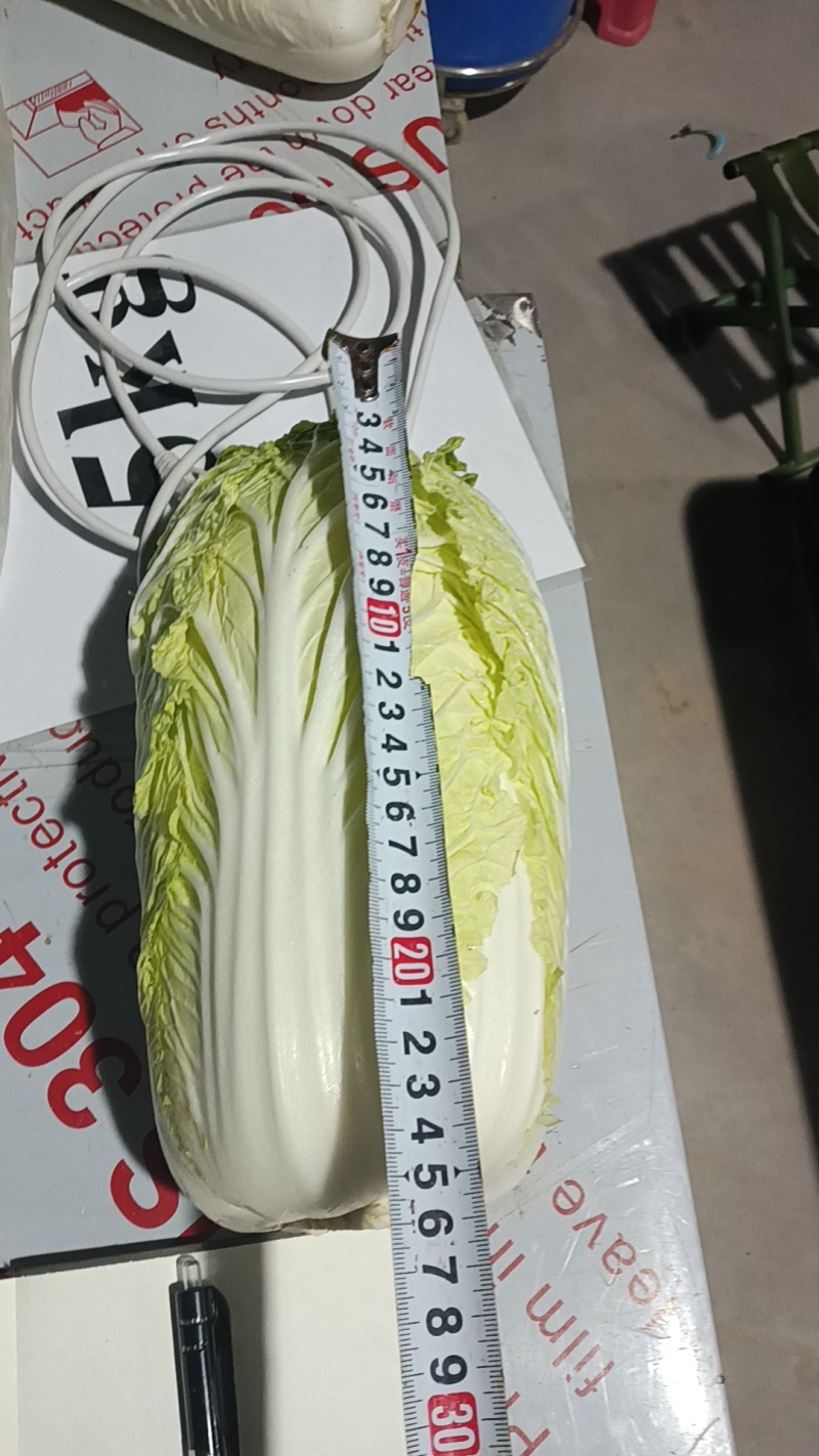 白菜
