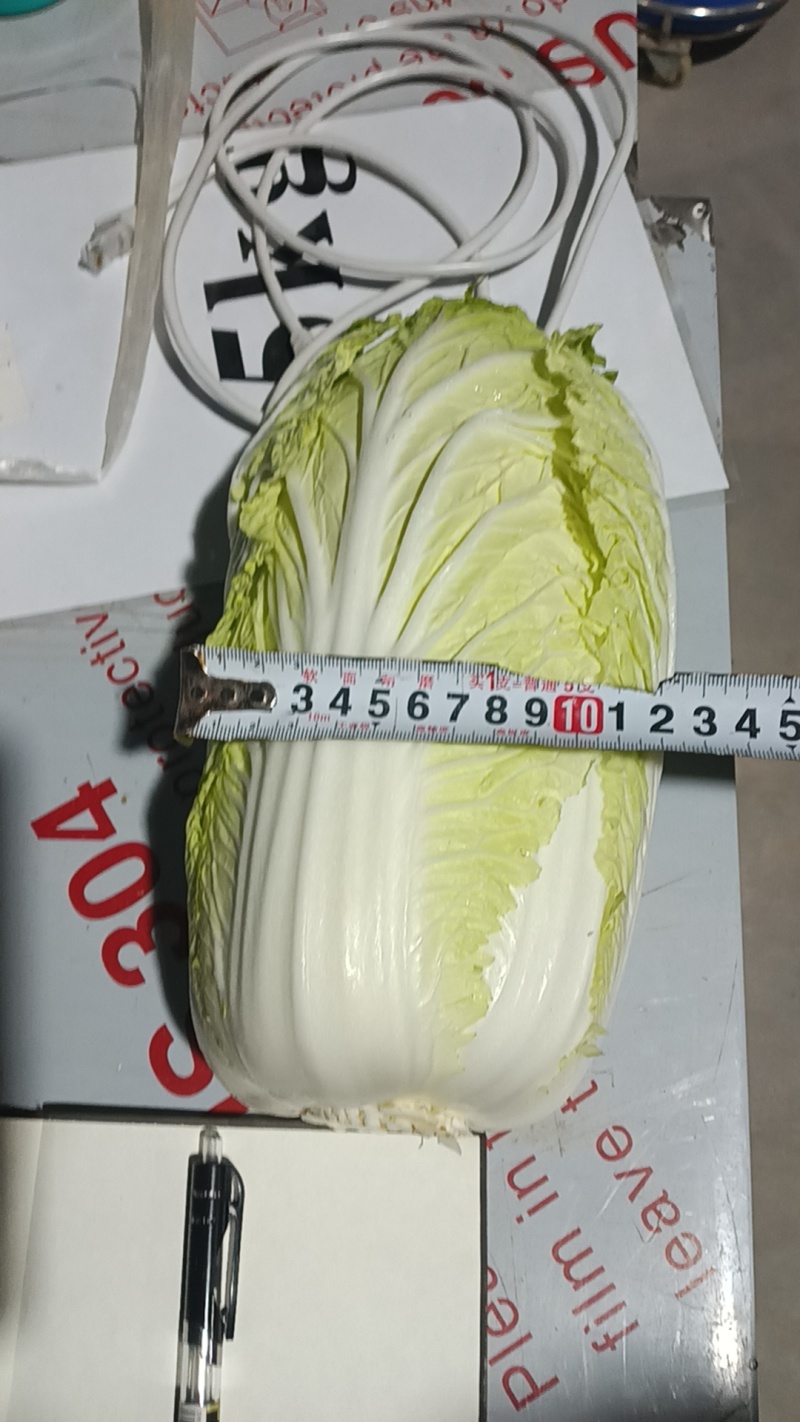 白菜