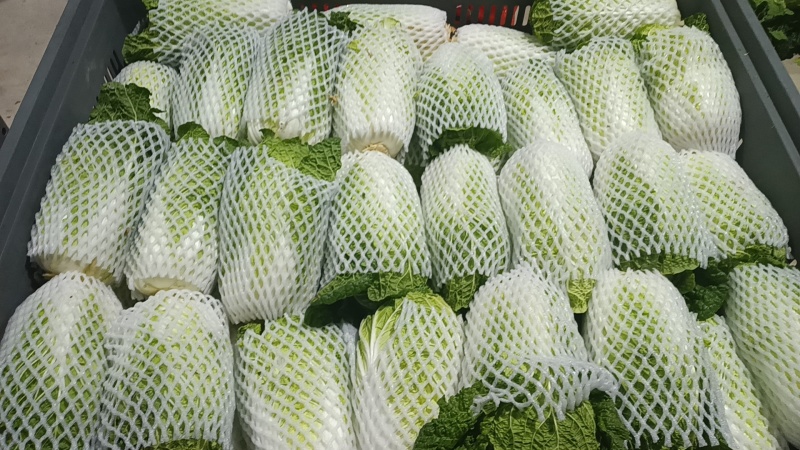 白菜