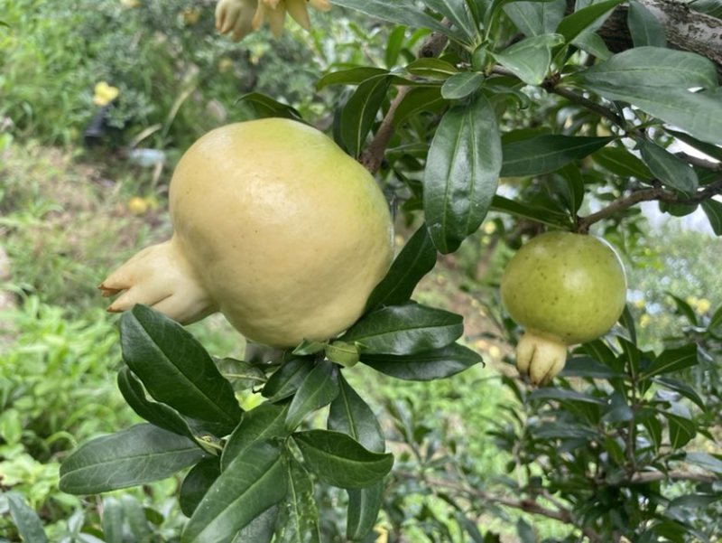安徽怀远白花玉石籽石榴批发