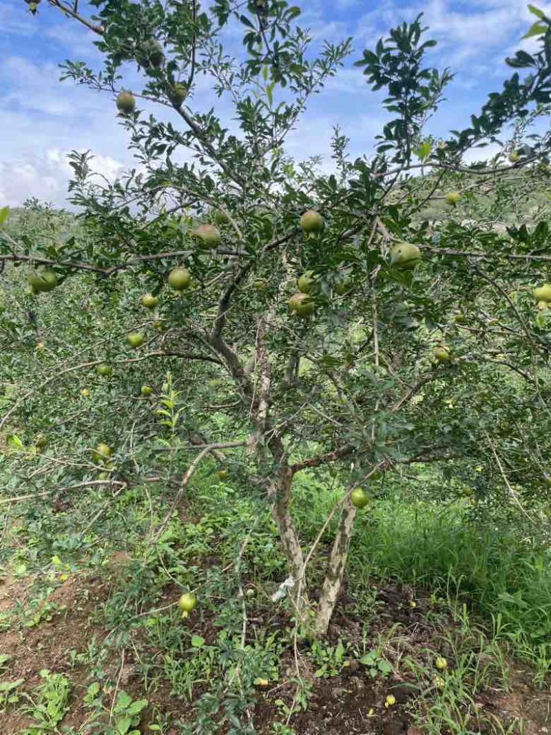 安徽怀远白花玉石籽石榴批发