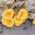 鲜货榆黄菇