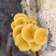 鲜货榆黄菇