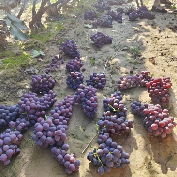 巨峰葡萄🍇