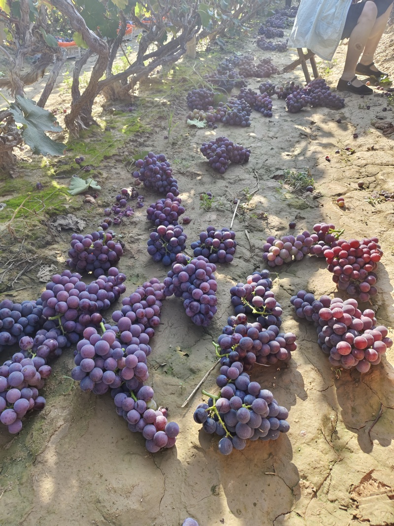 巨峰葡萄🍇