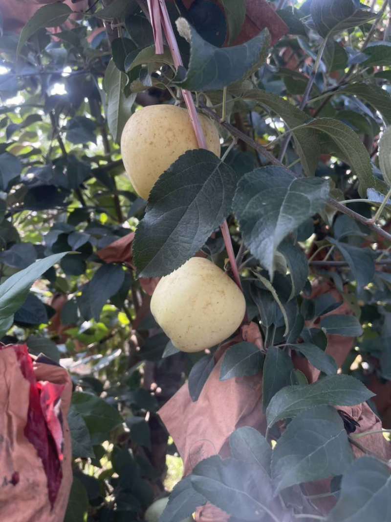 维纳斯黄金大量现货