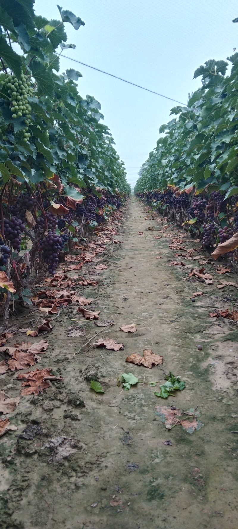 巨峰葡萄🍇