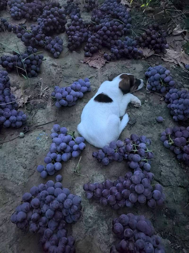 巨峰葡萄🍇