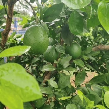 石门县脐橙
