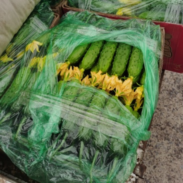 秦皇岛市昌黎县马芳营旱黄瓜