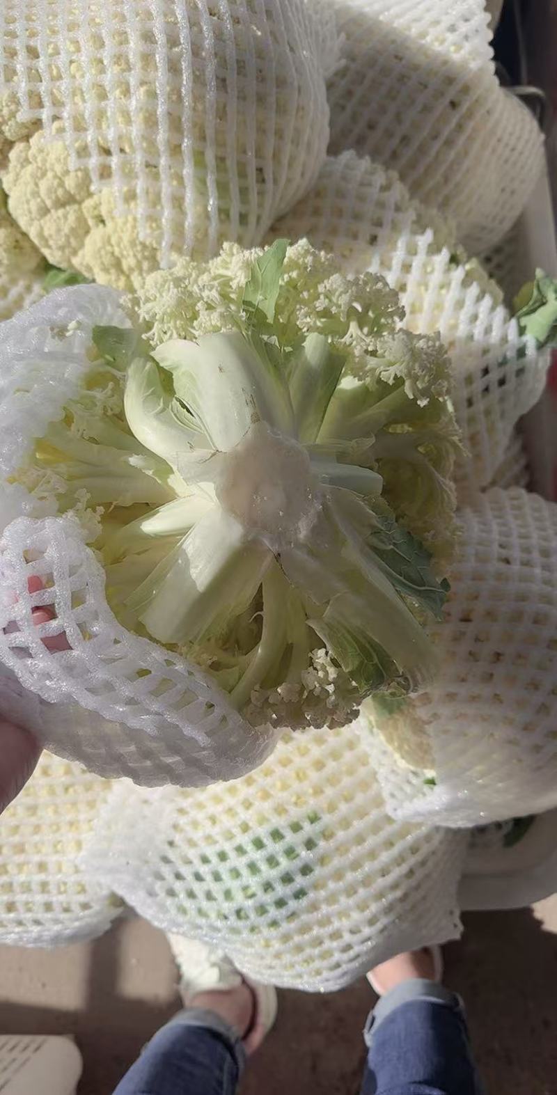 精品松花菜大掉价大掉价