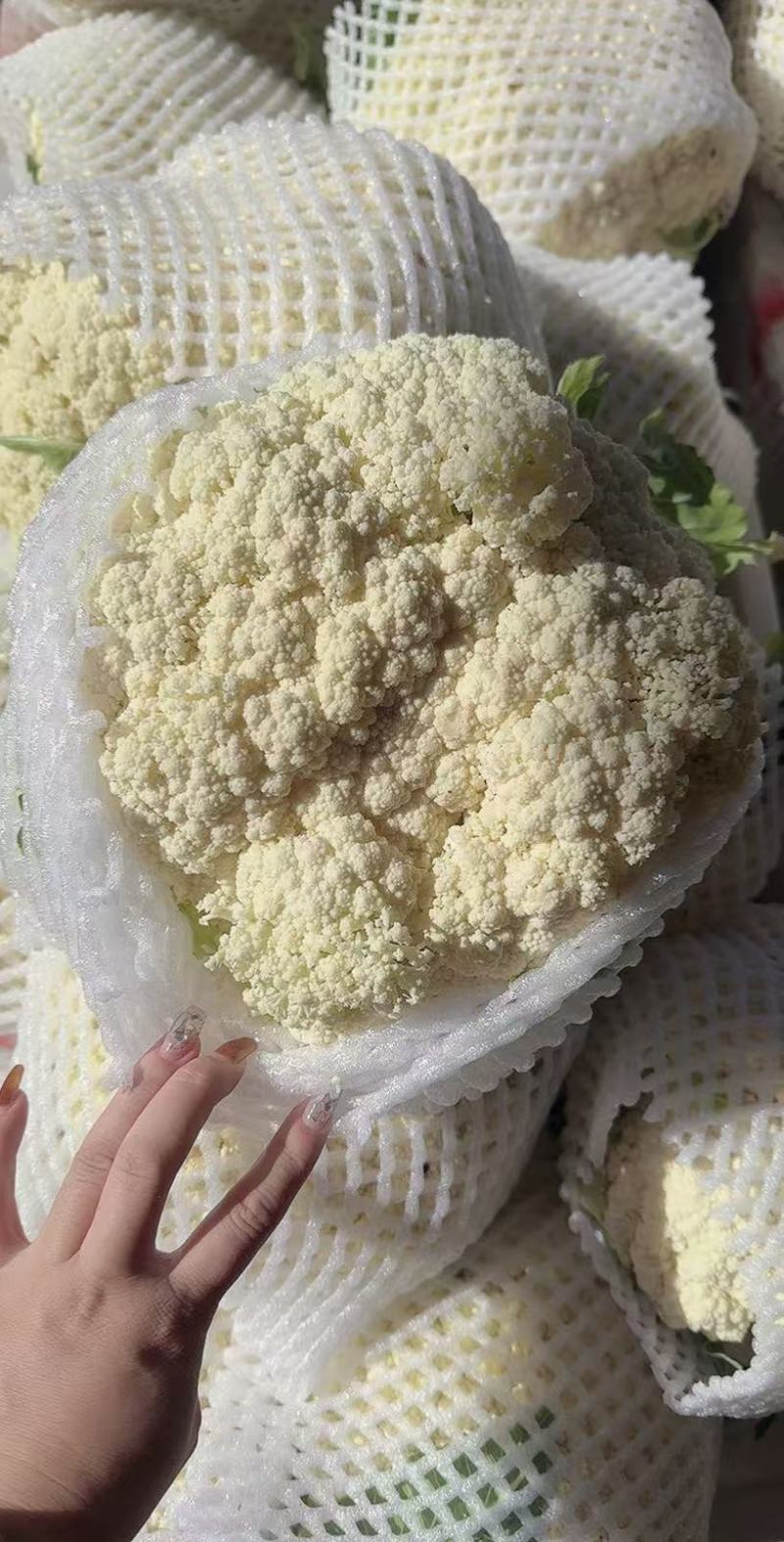 精品松花菜大掉价大掉价