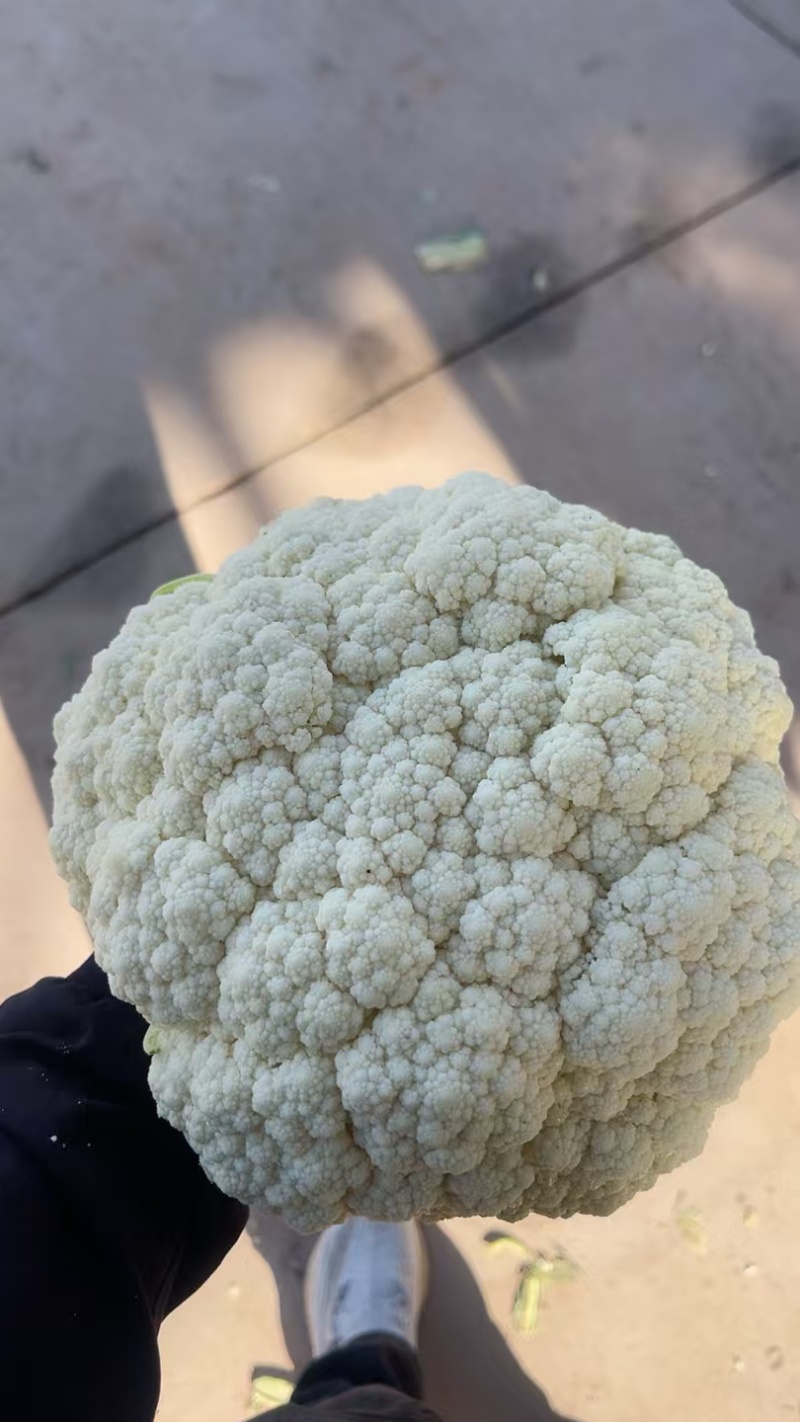 精品松花菜大掉价大掉价