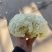精品松花菜大掉价大掉价