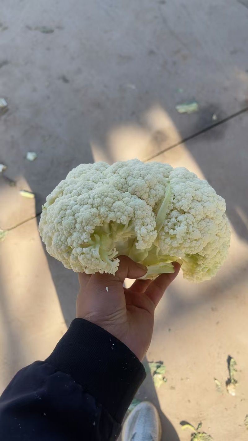 精品松花菜大掉价大掉价