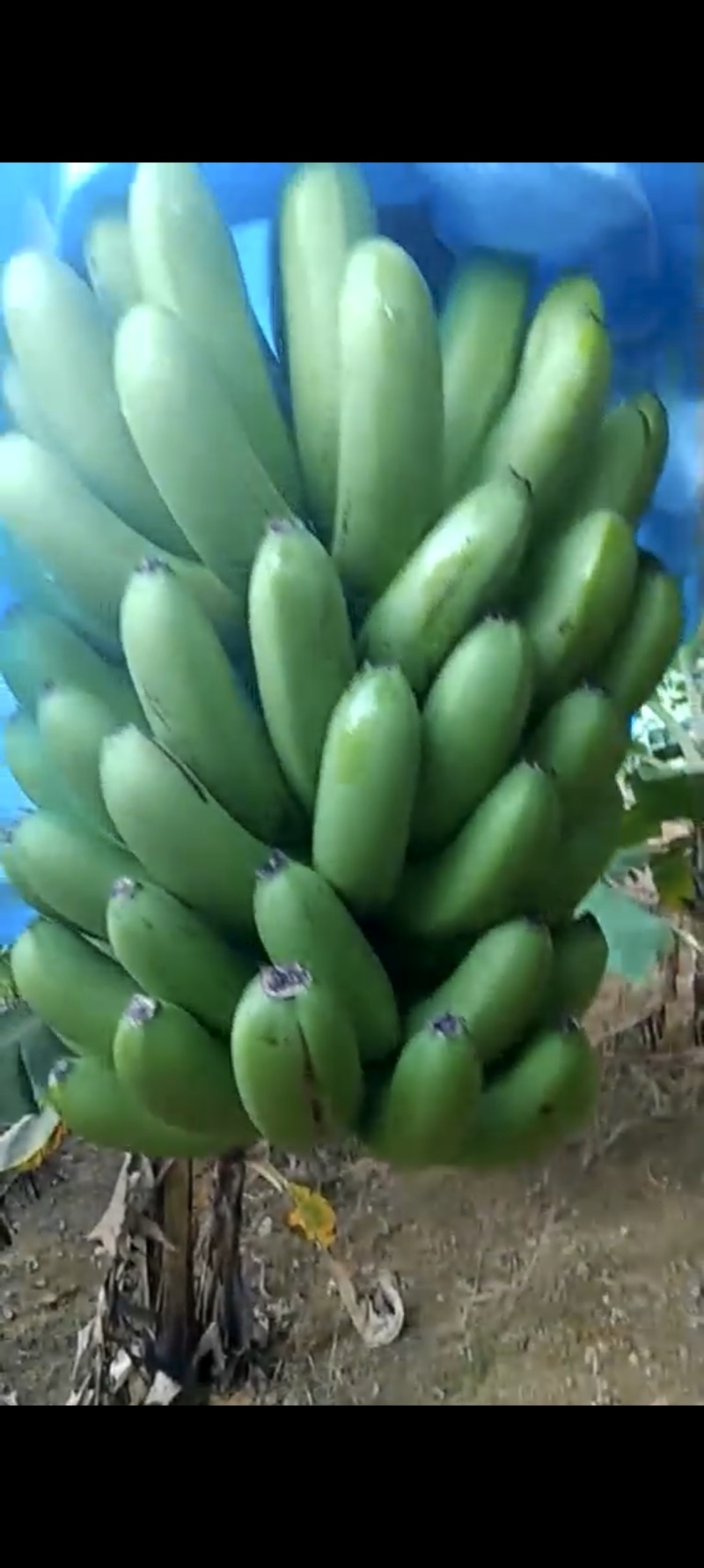云南香蕉大批量