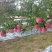 山西临汾吉县壶口苹果