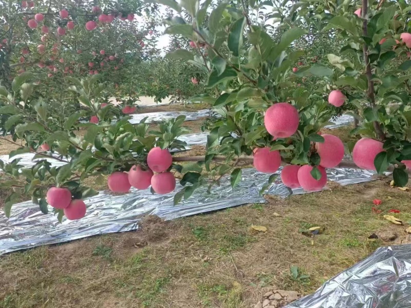 山西临汾吉县壶口苹果