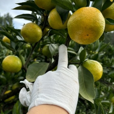 柑橘🍊